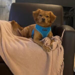 What Is The Best Food For Pets To Keep Them Healthy?