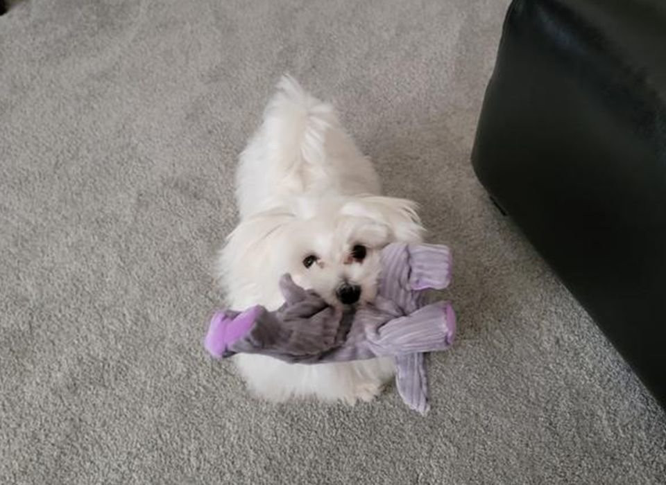 Picky Maltese loves food subscription