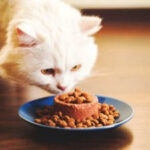 Cat food nutrition