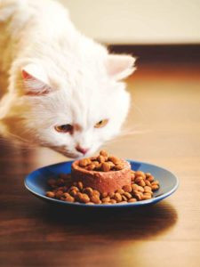 Is Dry Cat Food Bad for Cats? What You Need to Know