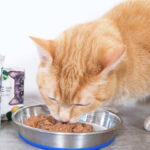 cat food