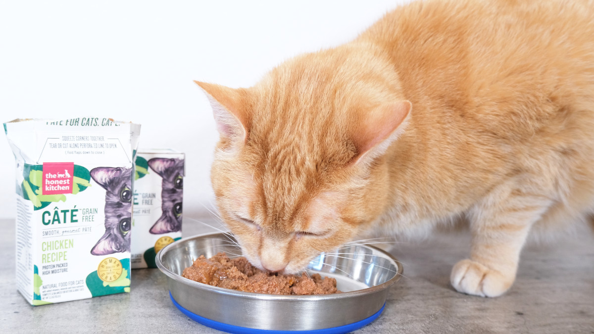 What Are The Good Cat Food Brands For A Healthy Cat?