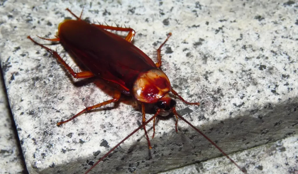 Cockroach close-up on a textured surface