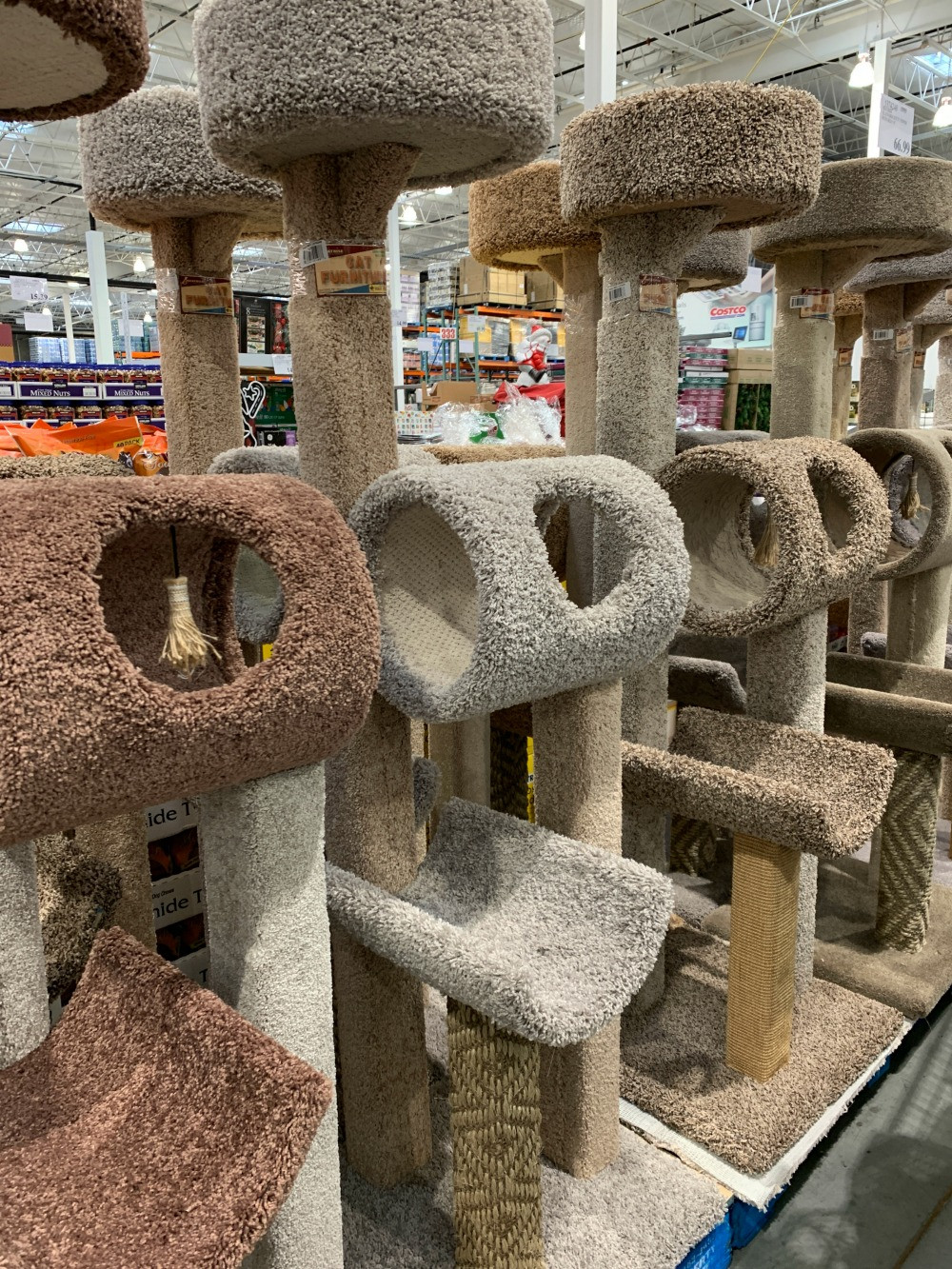 multiple cat scratching posts & trees lined up at Costco