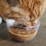 best cat food for sensitive stomach
