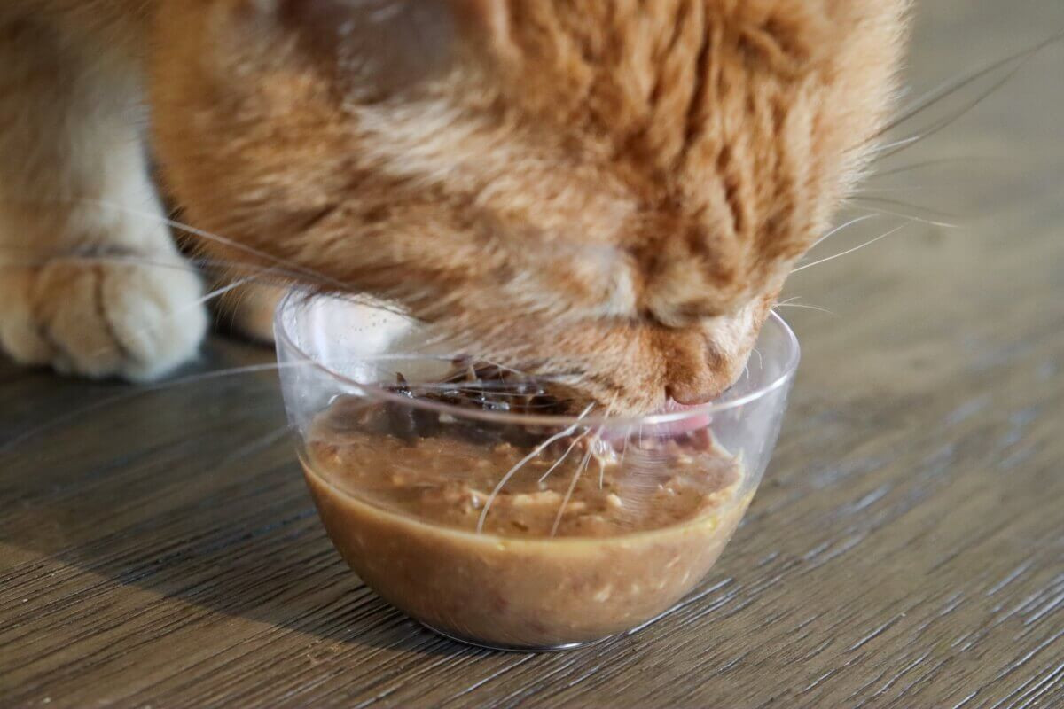 Is Wet Cat Food For Sensitive Stomach The Right Choice?