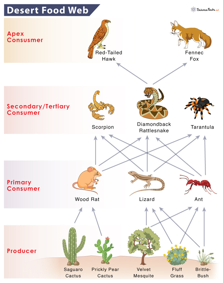 Desert Food Web, showing multiple interconnected food chains