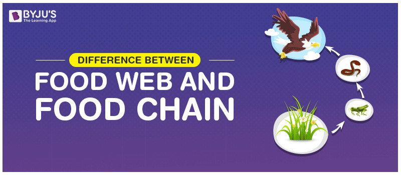 How Is A Food Web Different From A Food Chain?