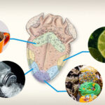 What is the Food Definition, Its Purpose, and Nutritional Value?