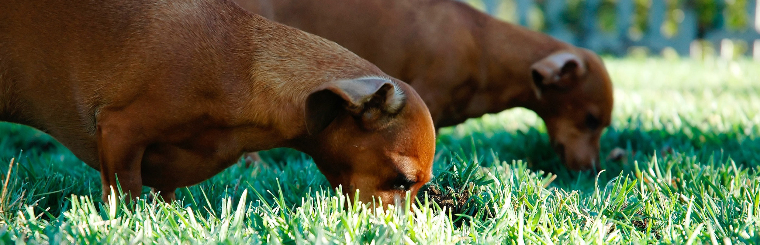 Dog drinking water