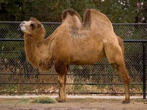 Camel in the desert enduring arid conditions