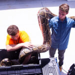 Burmese python basking in the sun after a meal, showcasing its ability to store energy for long periods.