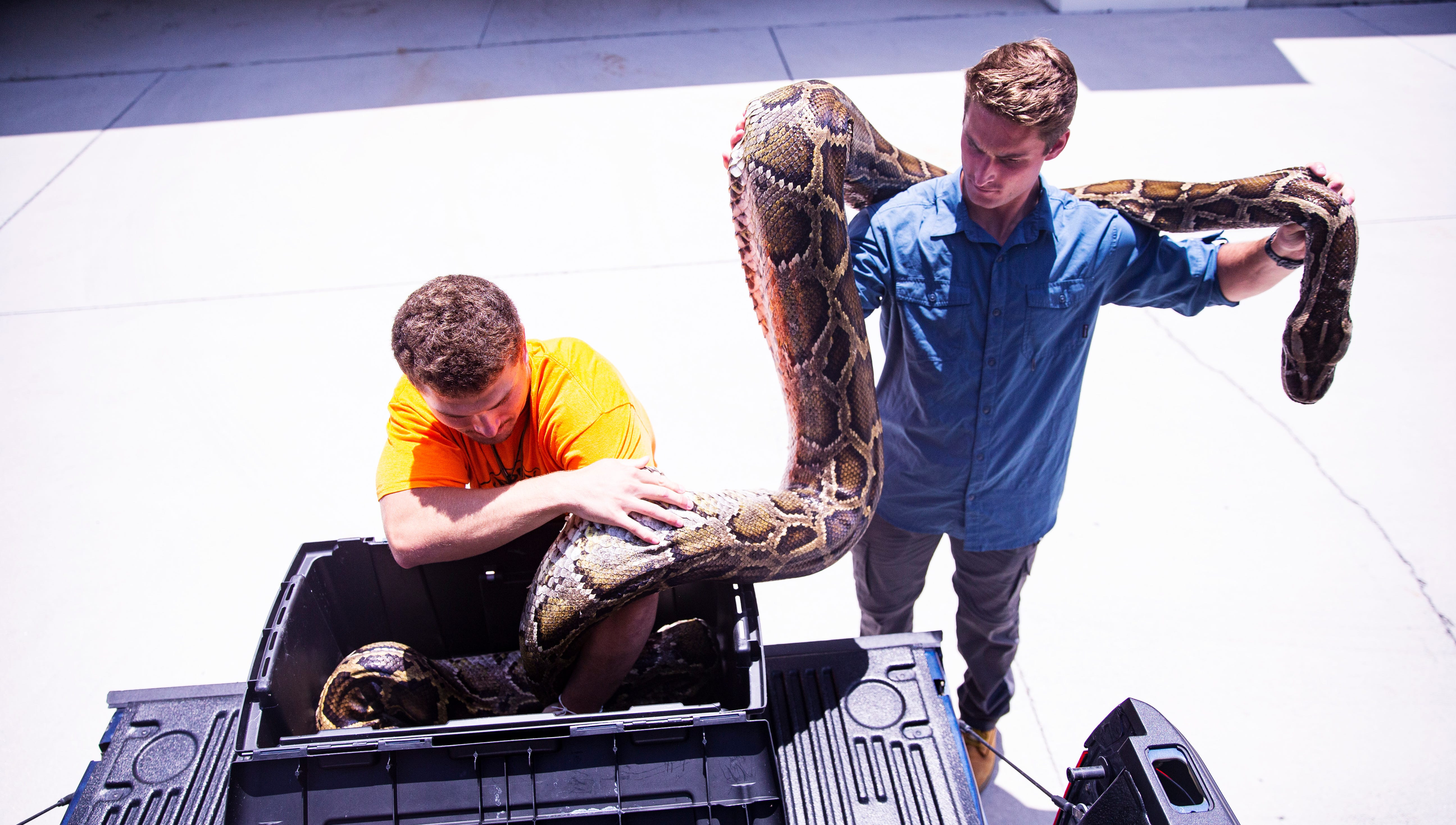 How Long Can Snakes Go Without Food? A Comprehensive Guide