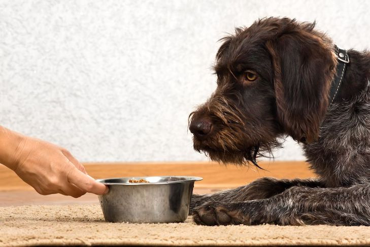 A dog eagerly anticipating a bowl of homemade dog food.