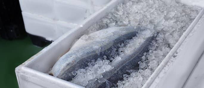 What Is The Danger Zone For Food And How To Avoid It?