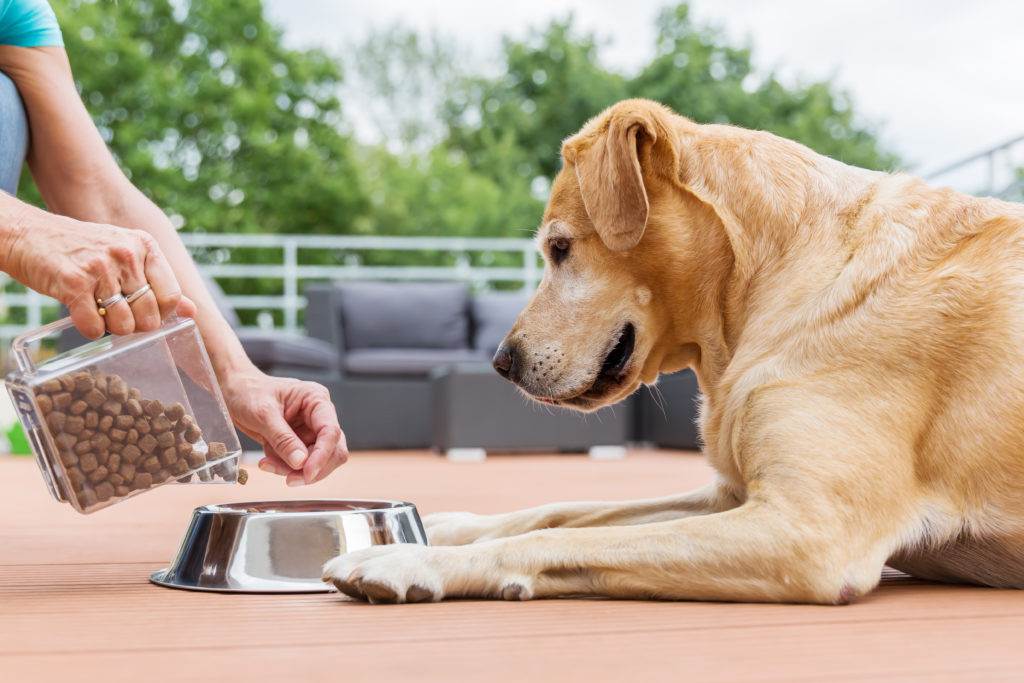 Puppy eating food from a bowl