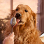 Golden Retriever enjoying peanut butter