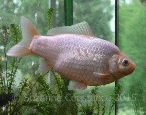 A well-fed singletail goldfish with a rounded belly