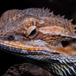 Bearded Dragon Eating Greens