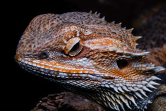 What Is The Best Food For My Bearded Dragon?