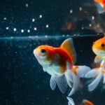 Can Goldfish Eat Betta Food? A Nutritional Guide