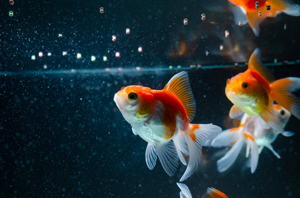 Goldfish enjoy a balanced diet, including plant matter and protein sources, for optimal health