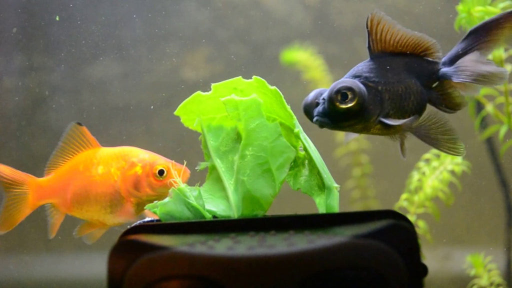 A well-balanced diet is key to keeping goldfish healthy and vibrant