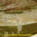Apigigi sweet tamales wrapped in banana leaves