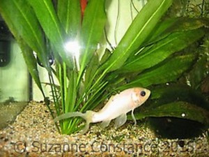 A goldfish stunted due to inadequate care, showing a skinny body