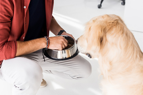 How Long Can A Dog Survive Without Food And What To Do?