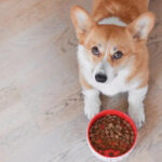 Royal Canin puppy food.