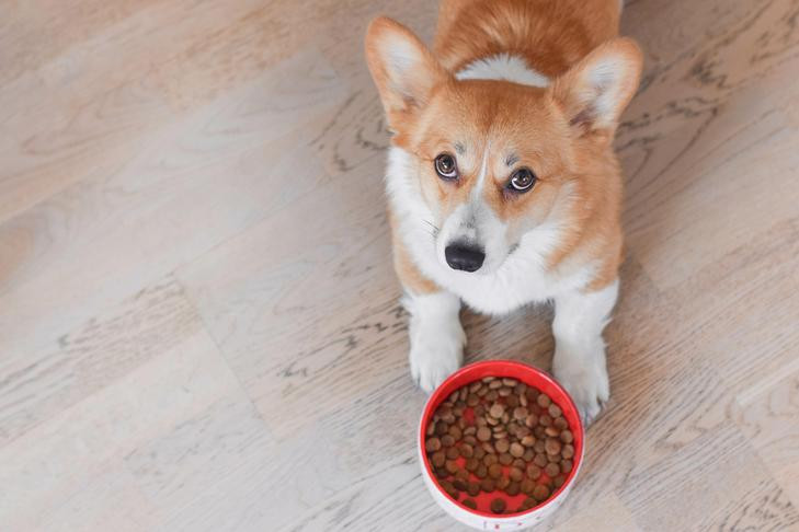What Is The Best Puppy Food For Small Breeds?