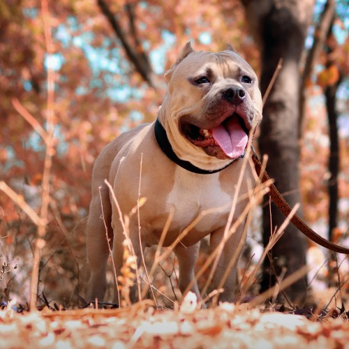 What Is The Top Rated Dog Food For Pitbulls?