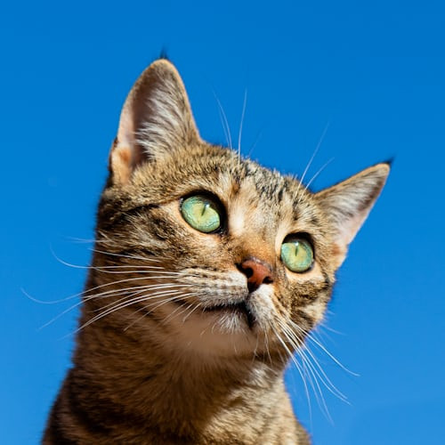 Is Natural Cat Food Better for Your Feline Friend’s Health?