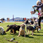 Is There A Pet Food Express Near Me? Find the Best Options
