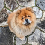 What Is The Best Homemade Dog Food Recipe For My Pup?