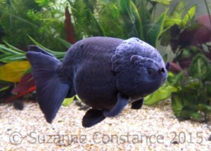 A black ranchu fancy goldfish with a compact body shape