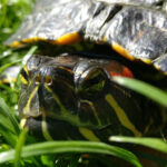 Close-up of red-eared slider turtle face