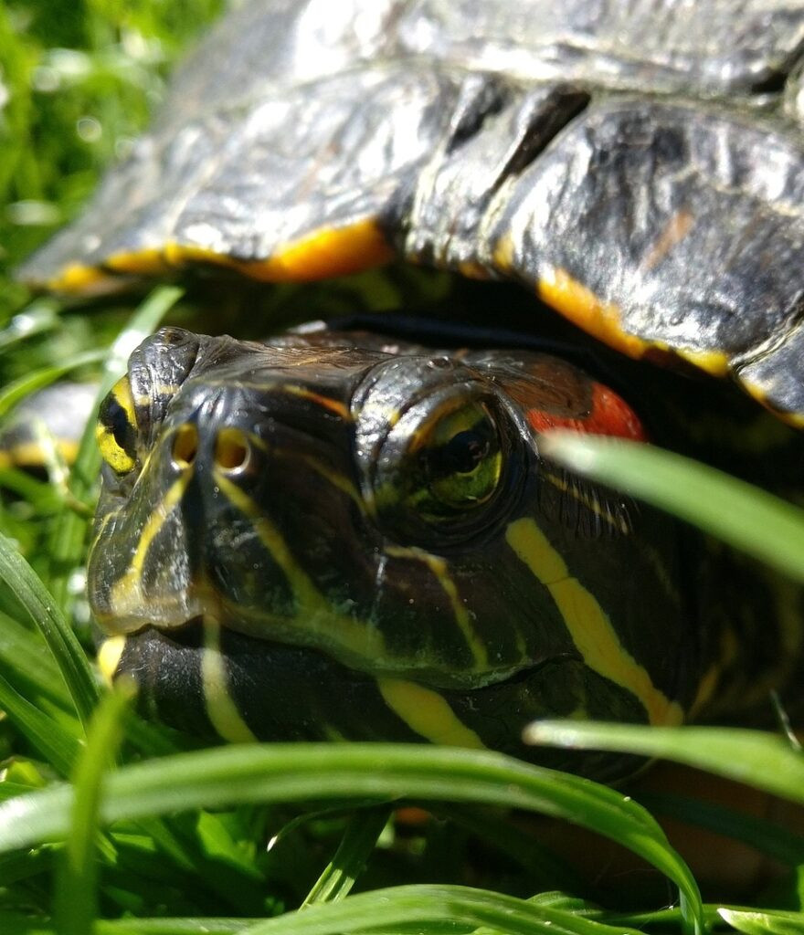 How Long Can Turtles Live Without Food? Expert Advice