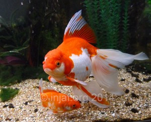 A well-fed fancy goldfish with a chunky, rounded body