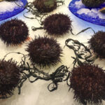 What Is Urchin Food And How Do You Eat It?