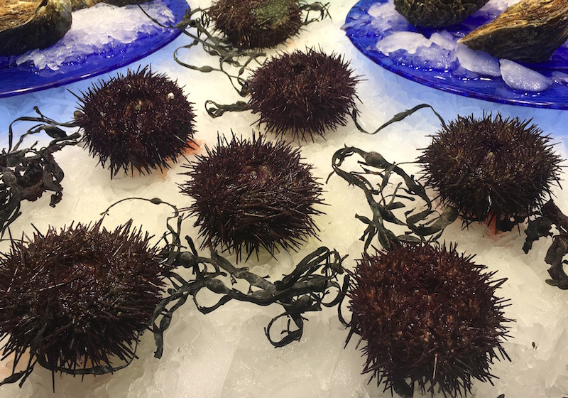 Purple sea urchins on ice