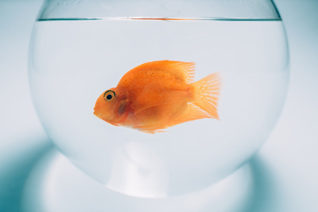 Fish in bowls require more maintenance due to lack of filtration.