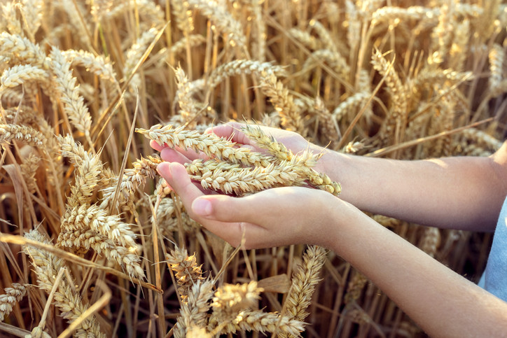 Different types of wheat grains